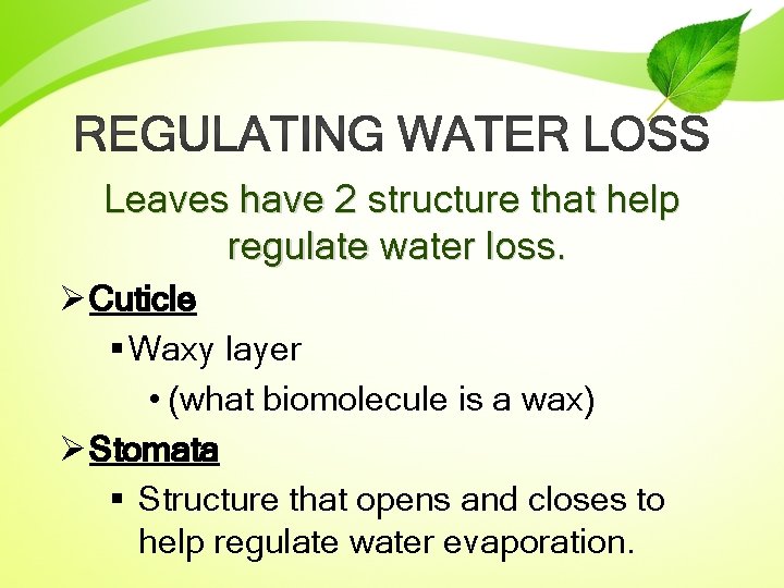 Leaves have 2 structure that help regulate water loss. Ø Cuticle § Waxy layer