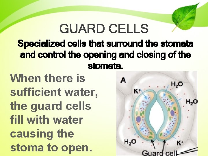 Specialized cells that surround the stomata and control the opening and closing of the