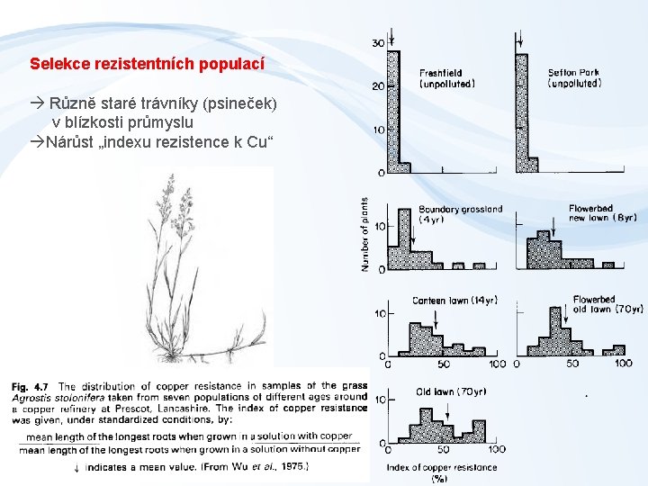 Selekce rezistentních populací Různě staré trávníky (psineček) v blízkosti průmyslu Nárůst „indexu rezistence k