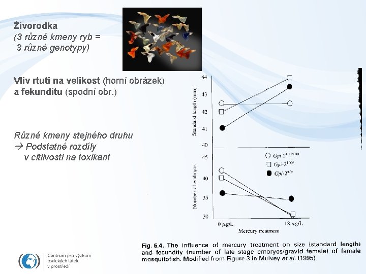 Živorodka (3 různé kmeny ryb = 3 různé genotypy) Vliv rtuti na velikost (horní