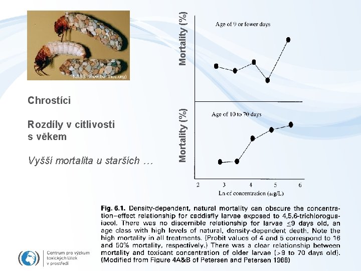 Mortality (%) Rozdíly v citlivosti s věkem Vyšší mortalita u starších … Mortality (%)