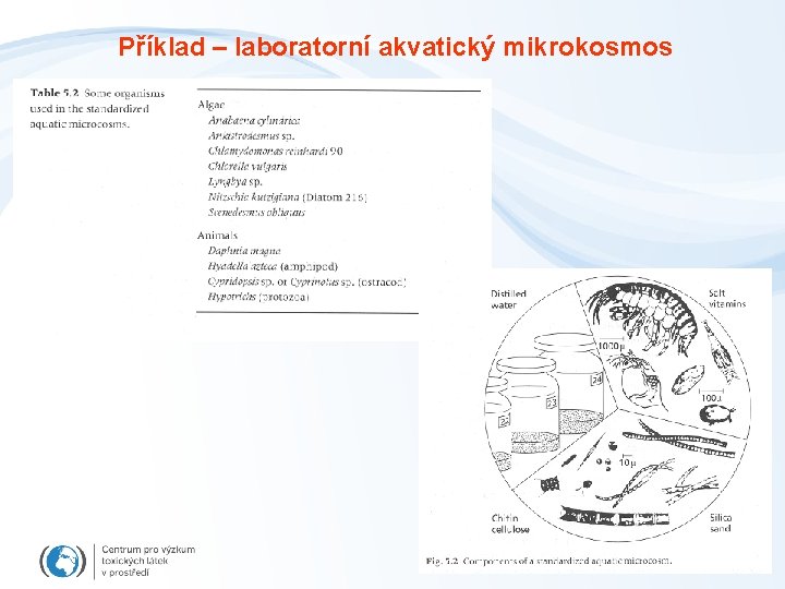 Příklad – laboratorní akvatický mikrokosmos 