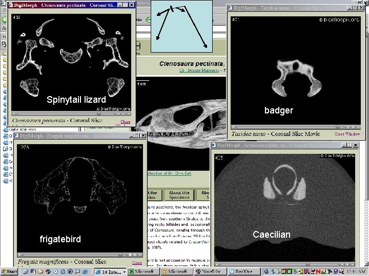 Spinytail lizard badger frigatebird Caecilian 