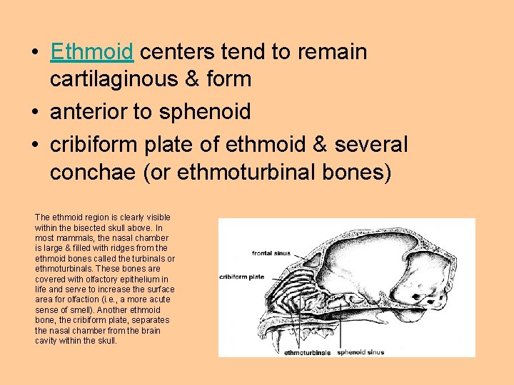  • Ethmoid centers tend to remain cartilaginous & form • anterior to sphenoid