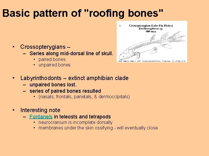 Basic pattern of "roofing bones" • Crossopterygians – – Series along mid-dorsal line of