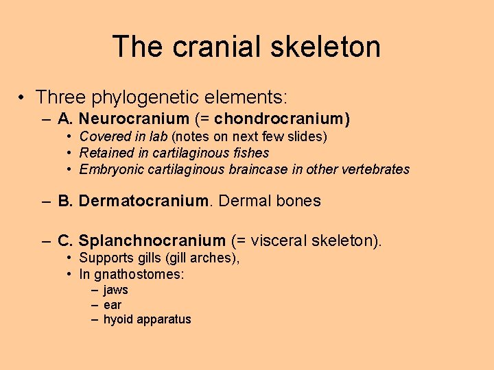 The cranial skeleton • Three phylogenetic elements: – A. Neurocranium (= chondrocranium) • Covered