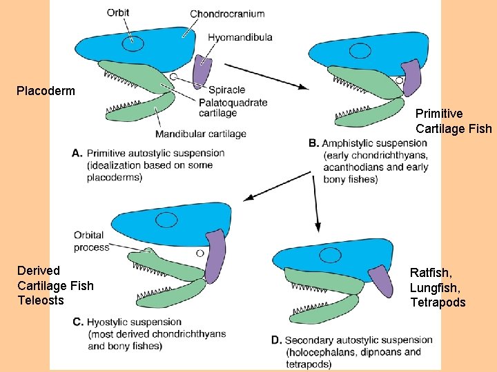 Placoderm Primitive Cartilage Fish Derived Cartilage Fish Teleosts Ratfish, Lungfish, Tetrapods 