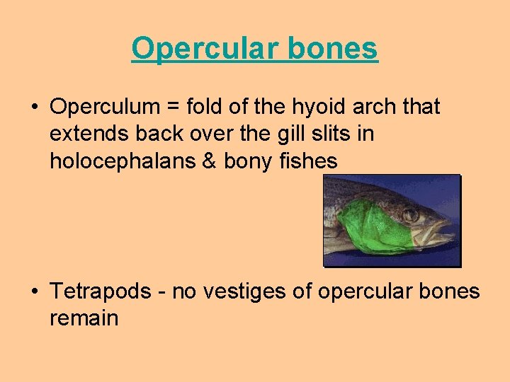 Opercular bones • Operculum = fold of the hyoid arch that extends back over