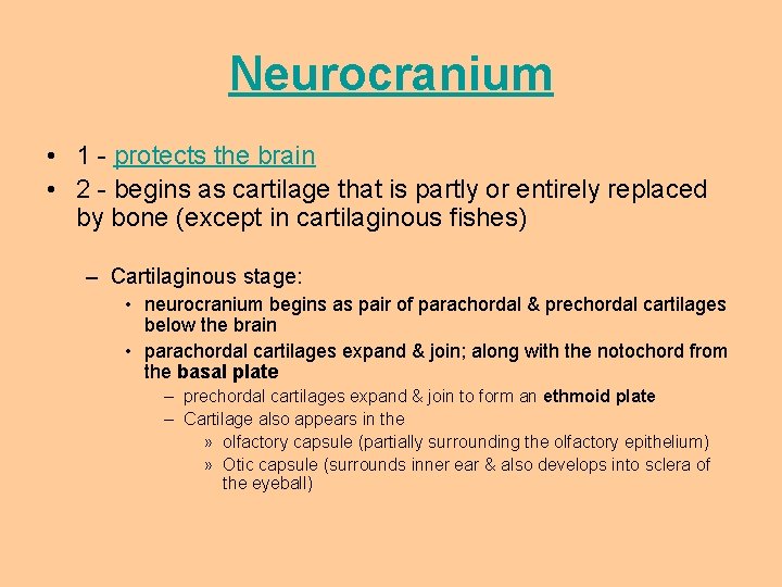 Neurocranium • 1 - protects the brain • 2 - begins as cartilage that