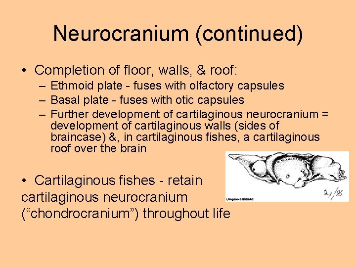 Neurocranium (continued) • Completion of floor, walls, & roof: – Ethmoid plate - fuses