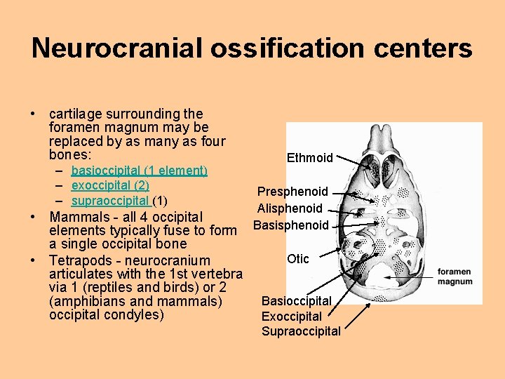 Neurocranial ossification centers • cartilage surrounding the foramen magnum may be replaced by as