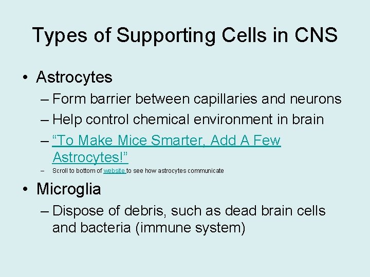 Types of Supporting Cells in CNS • Astrocytes – Form barrier between capillaries and