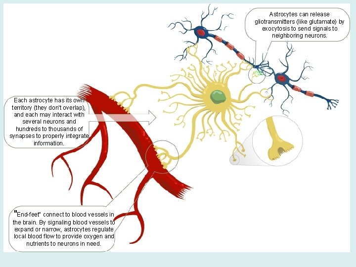 Astrocytes can release gliotransmitters (like glutamate) by exocytosis to send signals to neighboring neurons.