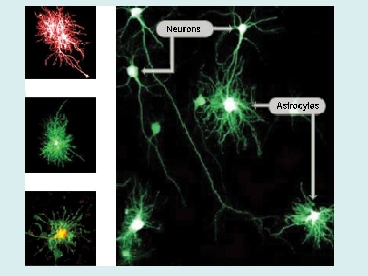 Neurons Astrocytes 