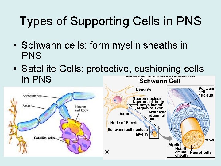 Types of Supporting Cells in PNS • Schwann cells: form myelin sheaths in PNS