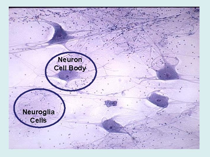 Neuron Cell Body Neuroglia Cells 