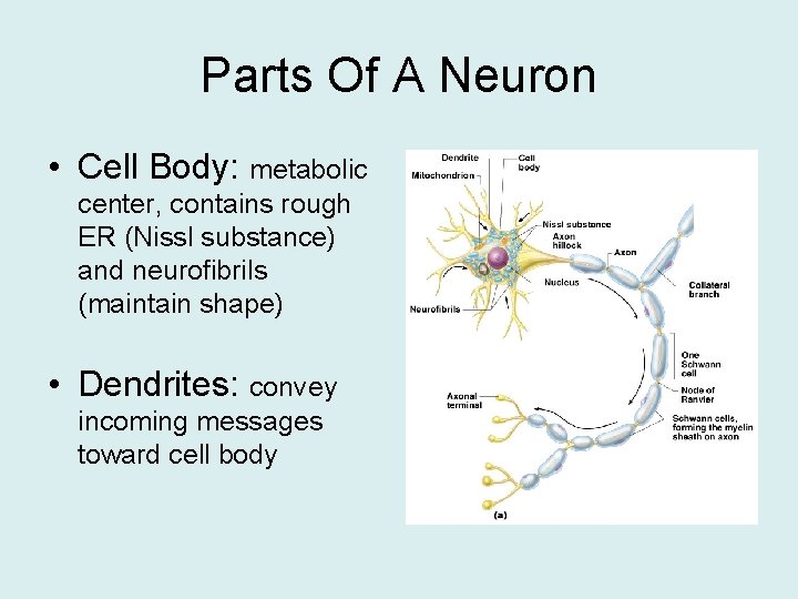 Parts Of A Neuron • Cell Body: metabolic center, contains rough ER (Nissl substance)