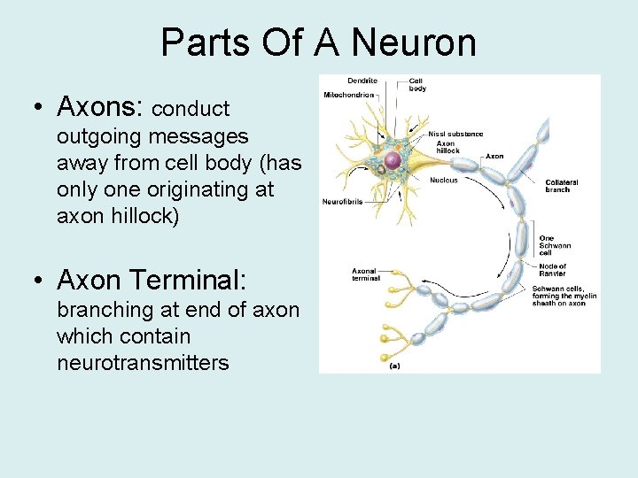 Parts Of A Neuron • Axons: conduct outgoing messages away from cell body (has