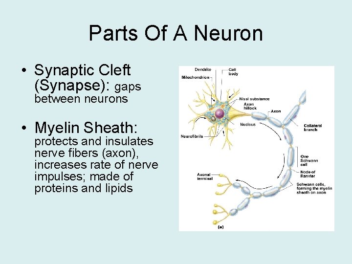 Parts Of A Neuron • Synaptic Cleft (Synapse): gaps between neurons • Myelin Sheath:
