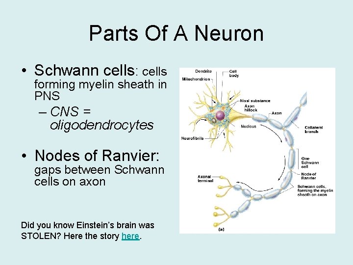 Parts Of A Neuron • Schwann cells: cells forming myelin sheath in PNS –