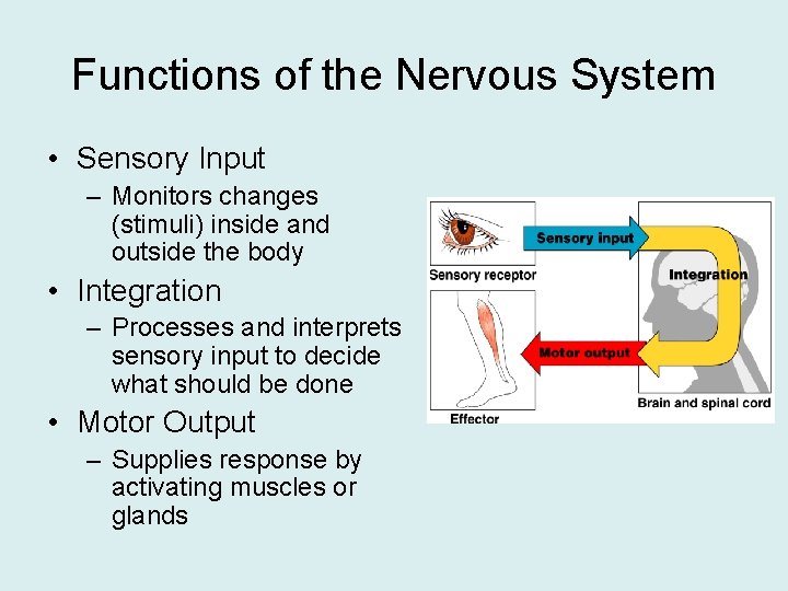 Functions of the Nervous System • Sensory Input – Monitors changes (stimuli) inside and