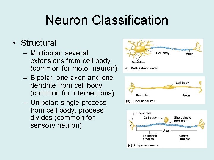 Neuron Classification • Structural – Multipolar: several extensions from cell body (common for motor