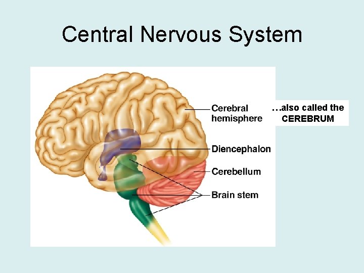Central Nervous System …also called the CEREBRUM 