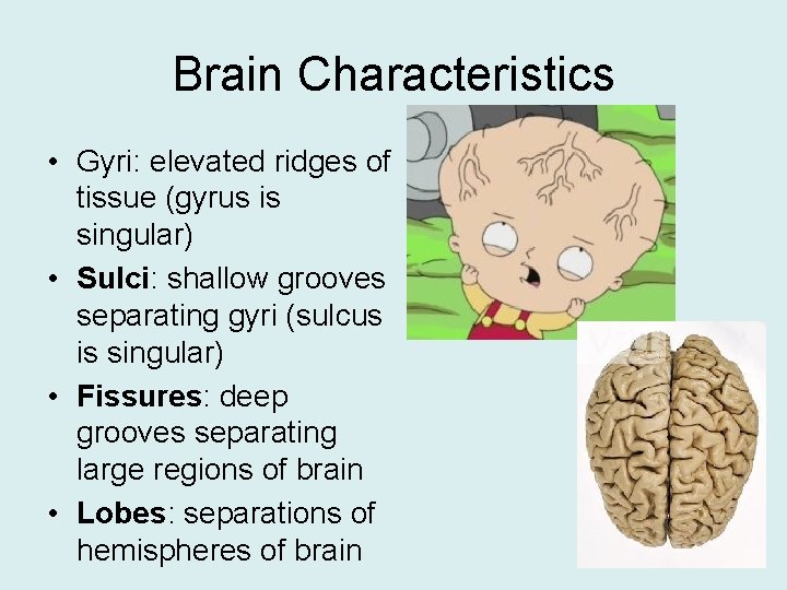 Brain Characteristics • Gyri: elevated ridges of tissue (gyrus is singular) • Sulci: shallow