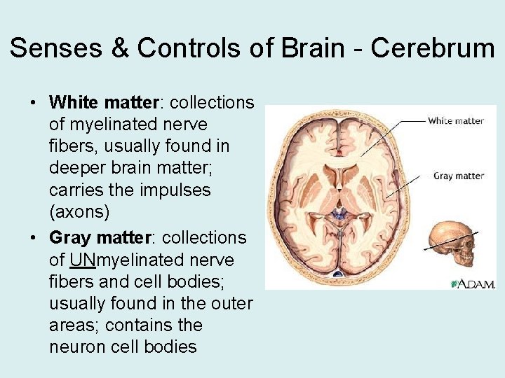 Senses & Controls of Brain - Cerebrum • White matter: collections of myelinated nerve