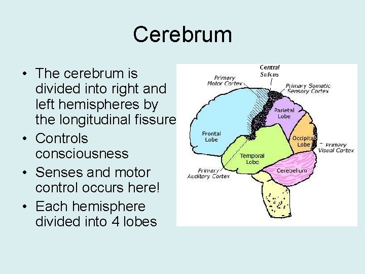 Cerebrum • The cerebrum is divided into right and left hemispheres by the longitudinal
