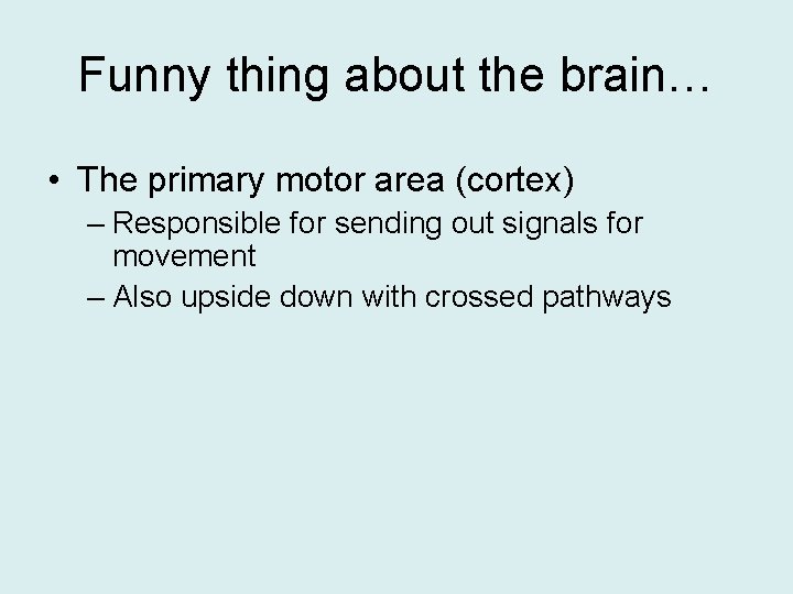 Funny thing about the brain… • The primary motor area (cortex) – Responsible for