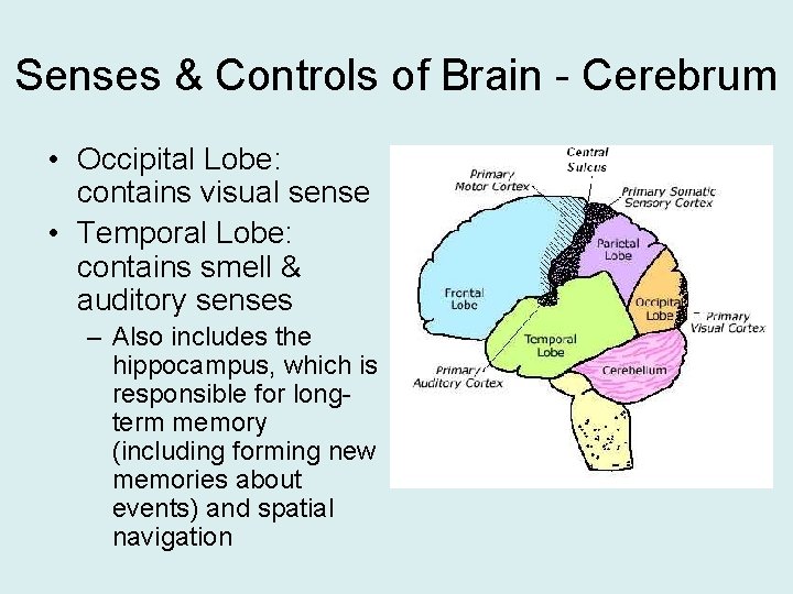 Senses & Controls of Brain - Cerebrum • Occipital Lobe: contains visual sense •
