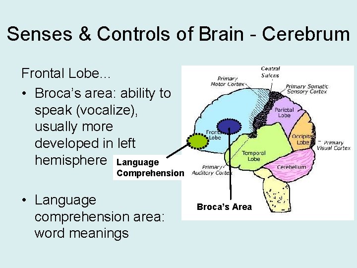 Senses & Controls of Brain - Cerebrum Frontal Lobe… • Broca’s area: ability to