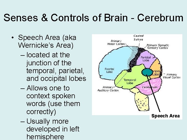 Senses & Controls of Brain - Cerebrum • Speech Area (aka Wernicke’s Area) –