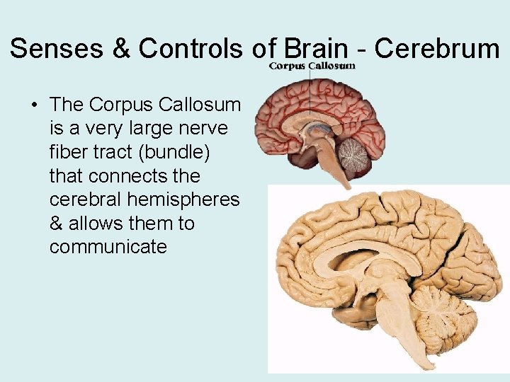 Senses & Controls of Brain - Cerebrum • The Corpus Callosum is a very