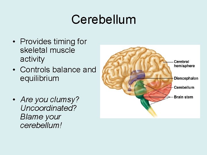 Cerebellum • Provides timing for skeletal muscle activity • Controls balance and equilibrium •