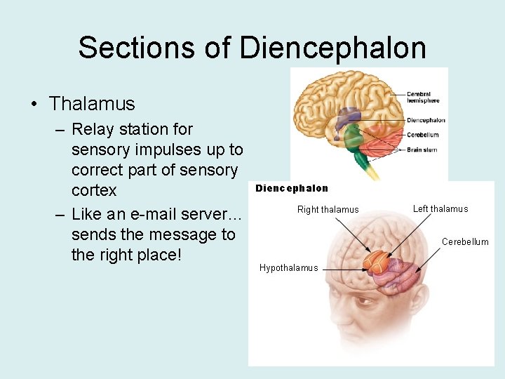 Sections of Diencephalon • Thalamus – Relay station for sensory impulses up to correct