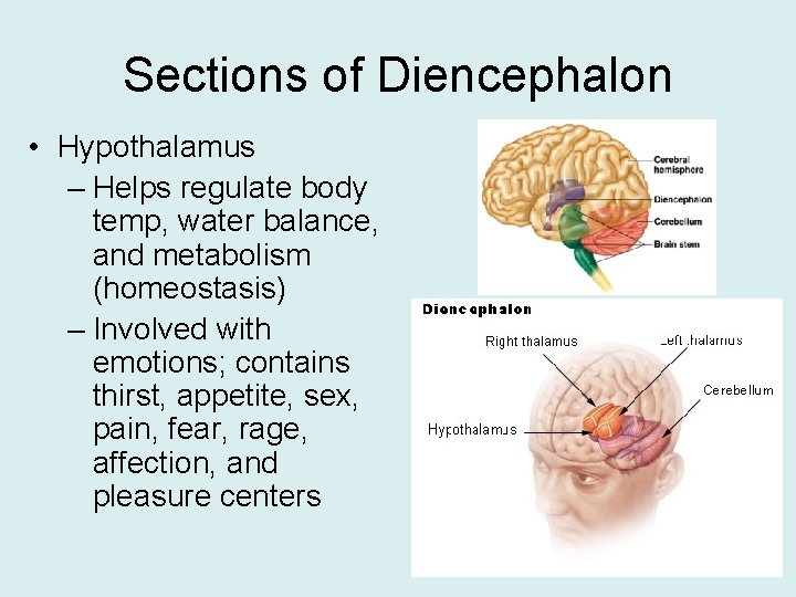 Sections of Diencephalon • Hypothalamus – Helps regulate body temp, water balance, and metabolism
