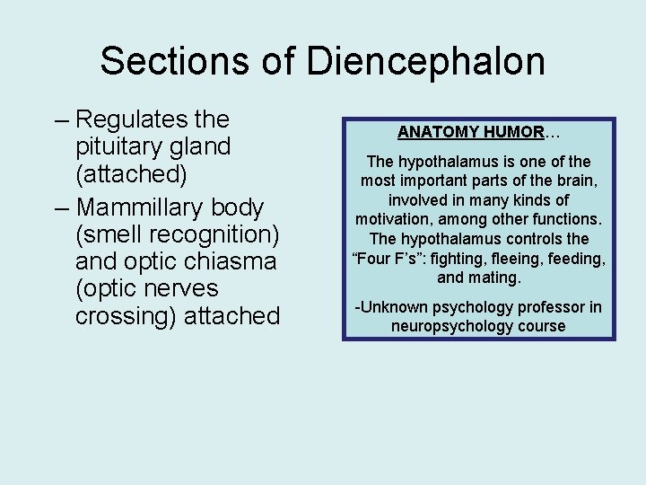 Sections of Diencephalon – Regulates the pituitary gland (attached) – Mammillary body (smell recognition)