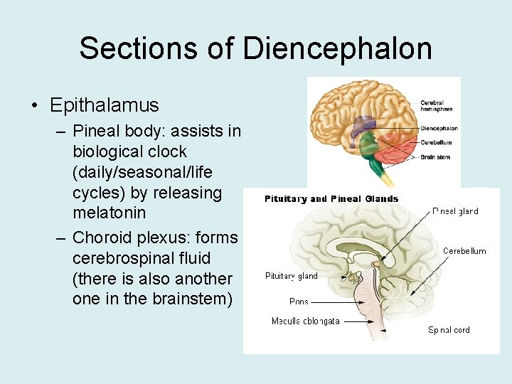 Sections of Diencephalon • Epithalamus – Pineal body: assists in biological clock (daily/seasonal/life cycles)