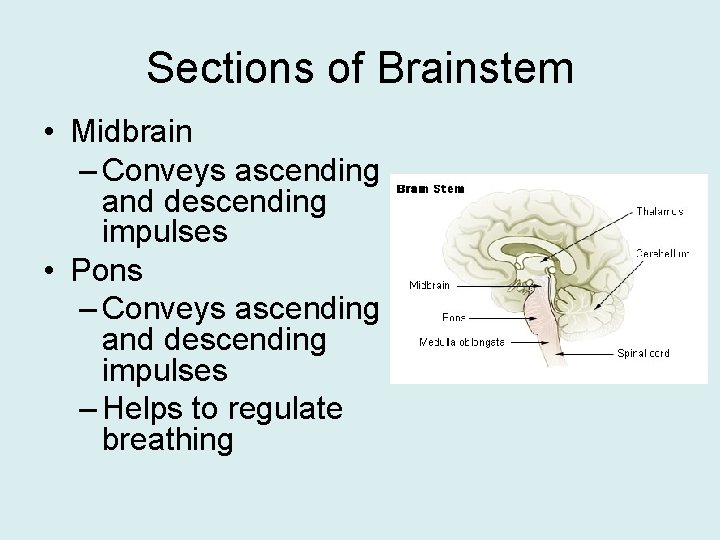 Sections of Brainstem • Midbrain – Conveys ascending and descending impulses • Pons –