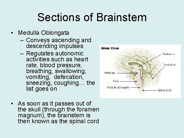 Sections of Brainstem • Medulla Oblongata – Conveys ascending and descending impulses – Regulates