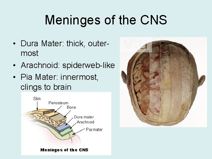 Meninges of the CNS • Dura Mater: thick, outermost • Arachnoid: spiderweb-like • Pia