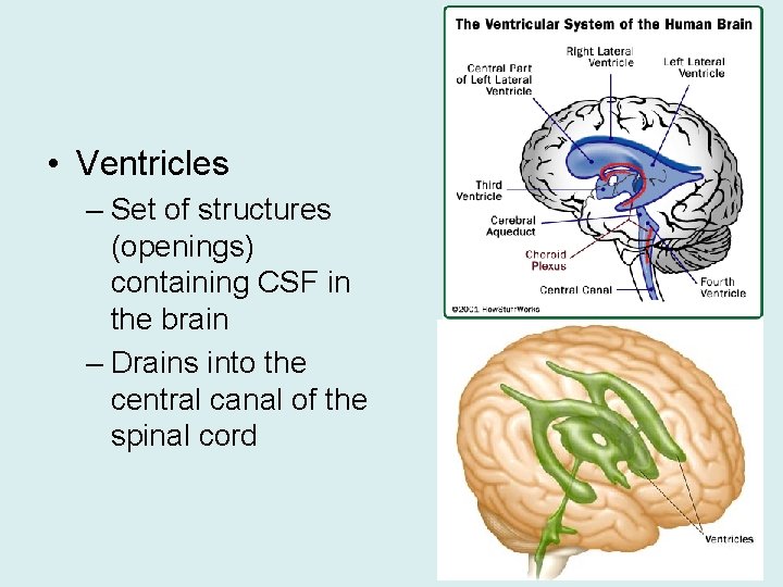 • Ventricles – Set of structures (openings) containing CSF in the brain –