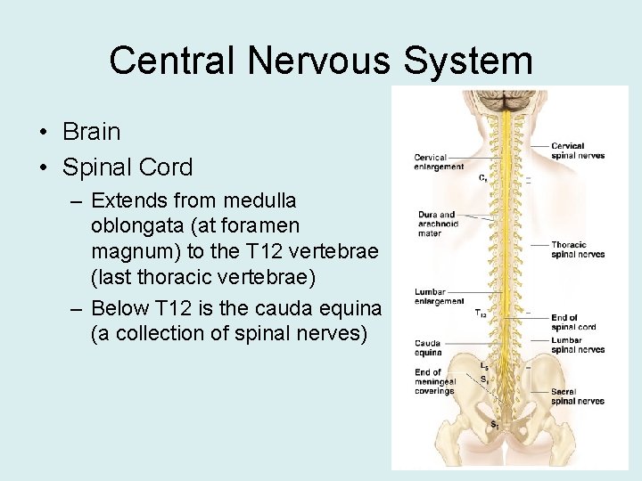 Central Nervous System • Brain • Spinal Cord – Extends from medulla oblongata (at