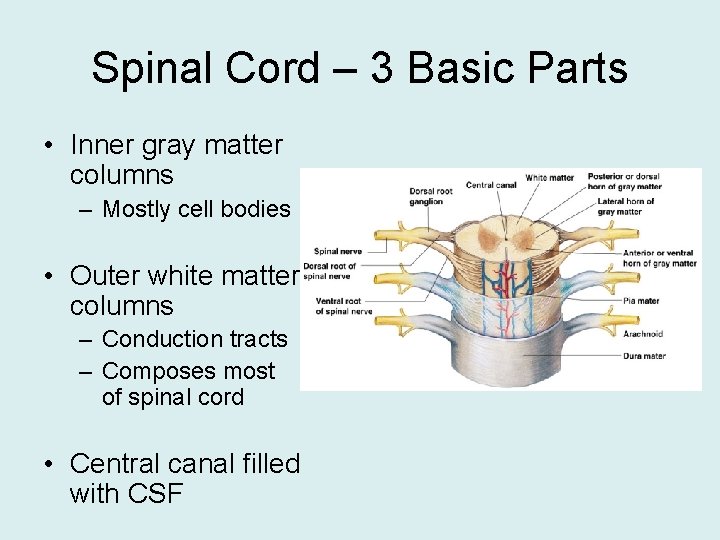 Spinal Cord – 3 Basic Parts • Inner gray matter columns – Mostly cell