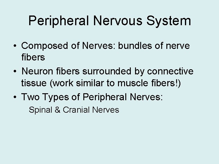 Peripheral Nervous System • Composed of Nerves: bundles of nerve fibers • Neuron fibers