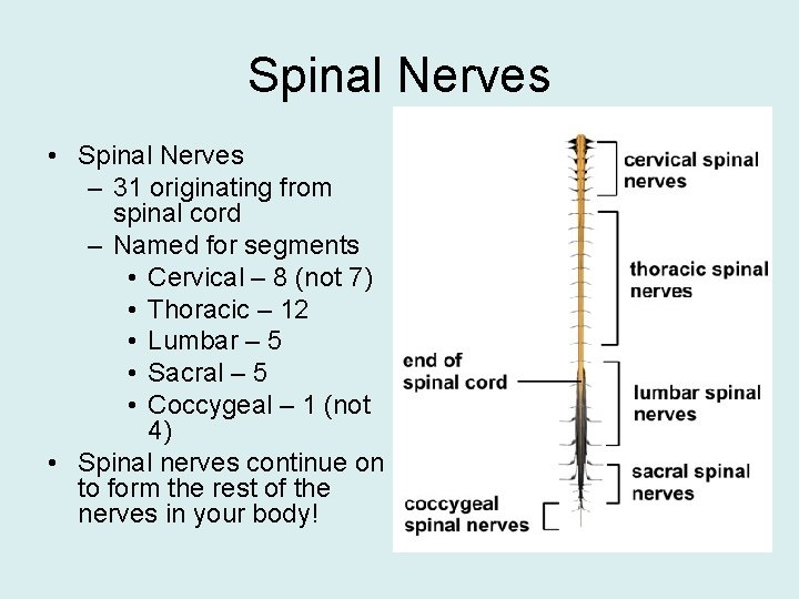 Spinal Nerves • Spinal Nerves – 31 originating from spinal cord – Named for