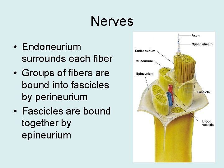 Nerves • Endoneurium surrounds each fiber • Groups of fibers are bound into fascicles