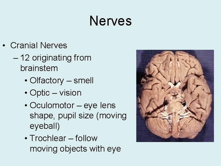 Nerves • Cranial Nerves – 12 originating from brainstem • Olfactory – smell •